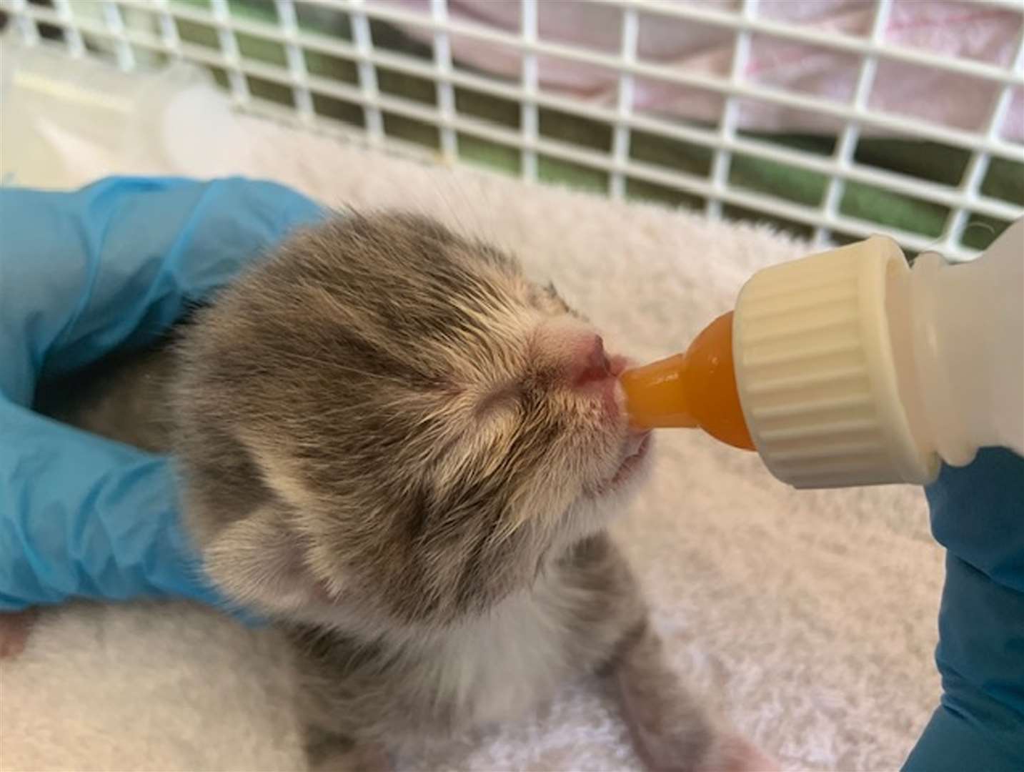 Kitten Nye is bottle fed after being saved from certain death in Cornwall (Cats Protection/PA)