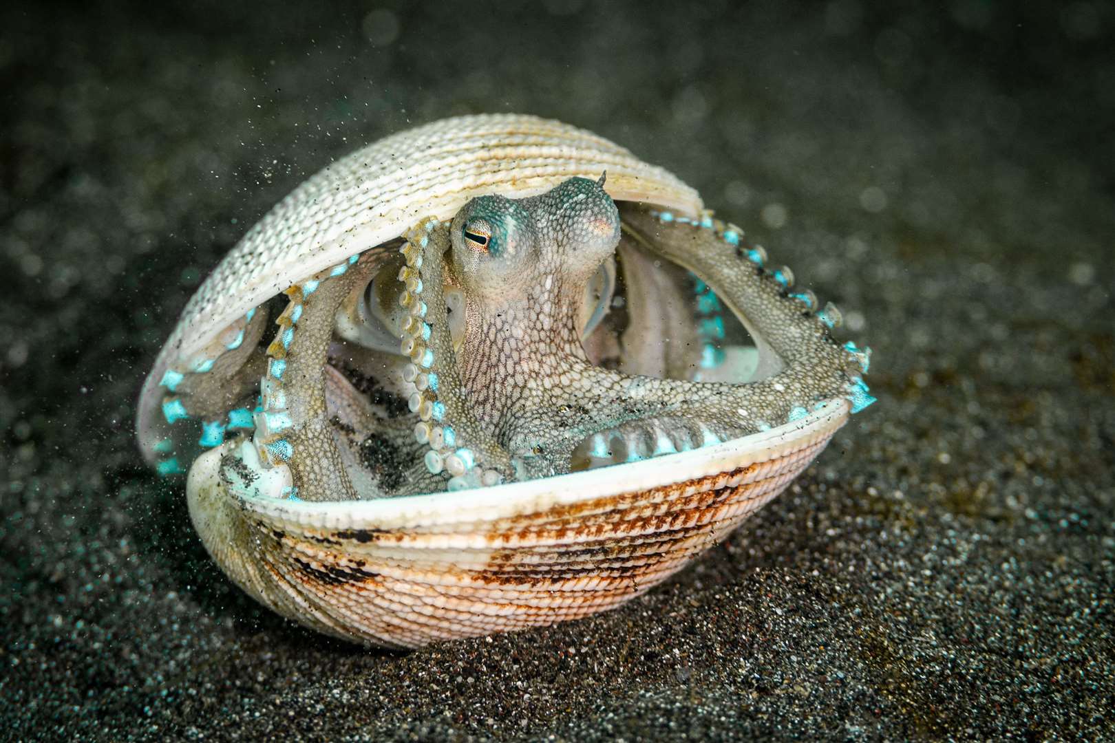 The Octopus Case by Samuel Sloss, which has been highly commended in the 15-17 years category at the Wildlife Photographer of the Year competition (Samuel Sloss/Wildlife Photographer of the Year)