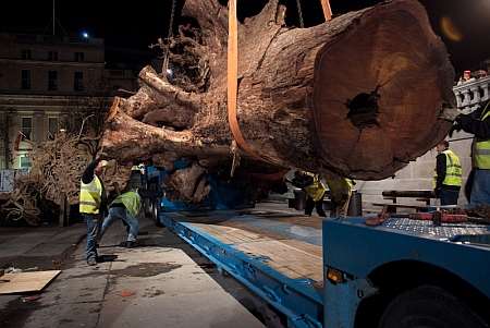 One of the huge trees is loaded onto a lorry.