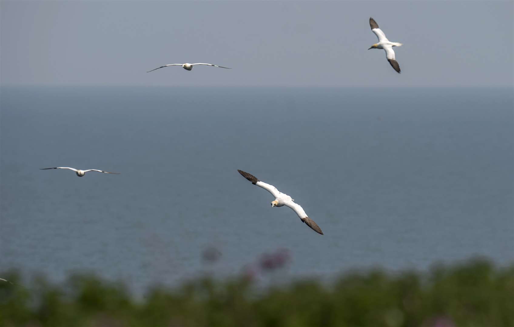 Researchers are concerned about migratory birds returning from overseas (Danny Lawson/PA)