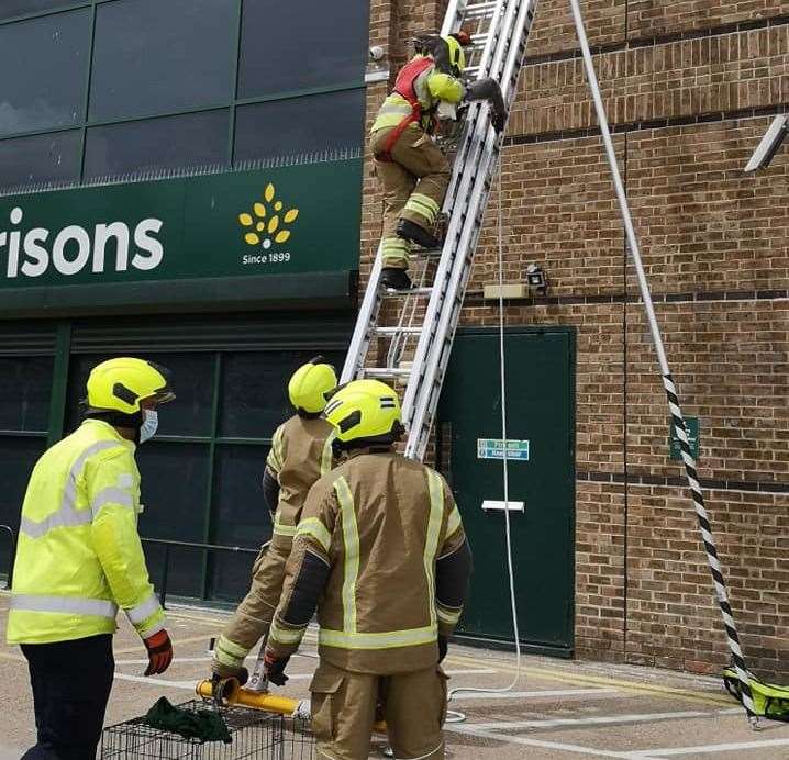 The gull was caged and passed into the care of Kent Wildlife Rescue Service. Picture: Sheila Stone