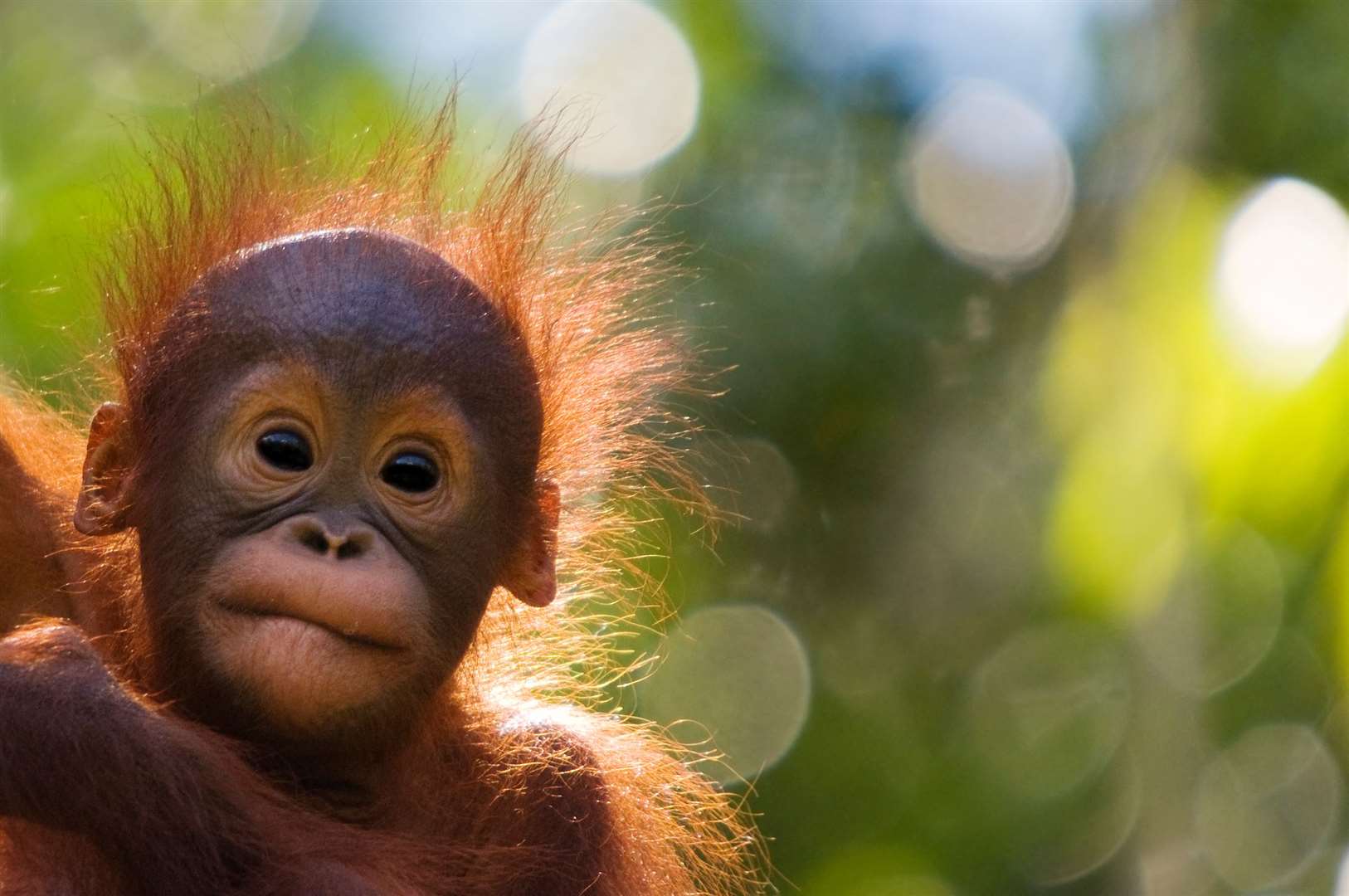 Orangutans are threatened by deforestation in countries such as Malaysia (naturepl.com/Edwin Giesbers/WWF/PA)