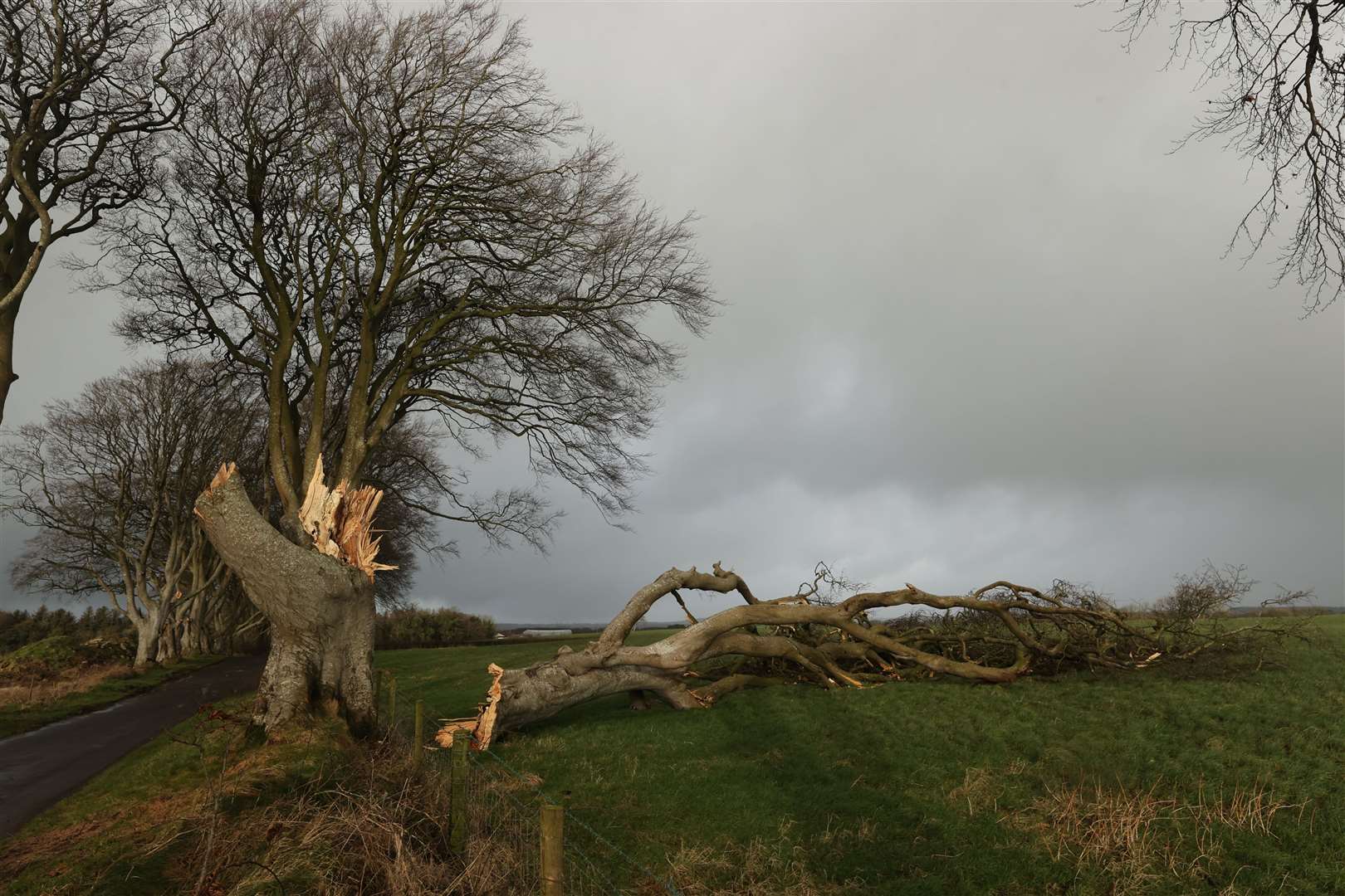 A felled tree at the Dark Hedges site in Co Antrim (Liam McBurney/PA)