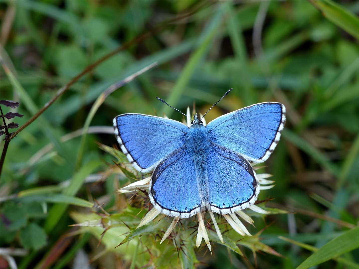 A male Adonis blue butterfly (National Trust/PA)