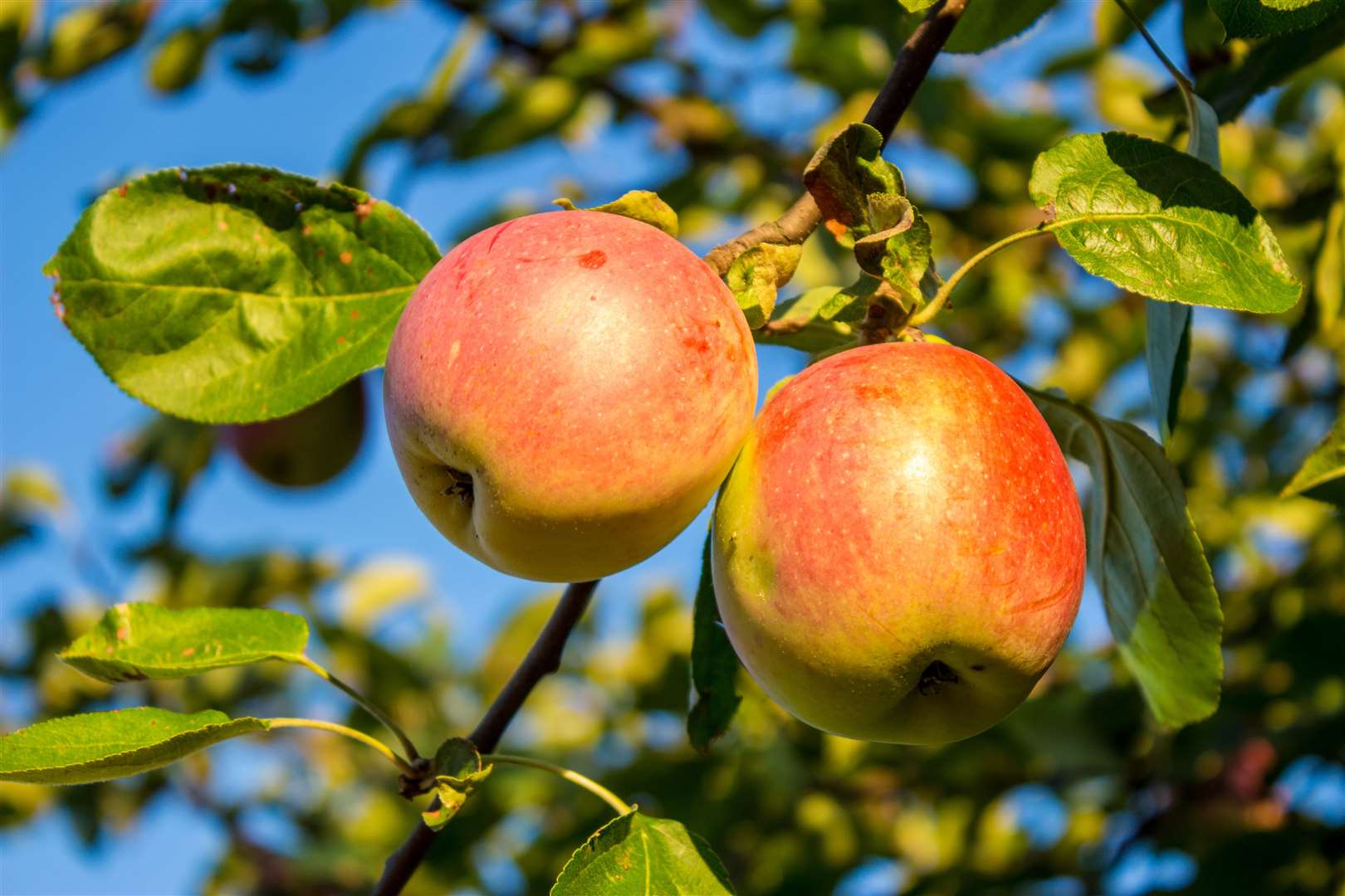 Apples cooked down can be added to cakes in place of an egg