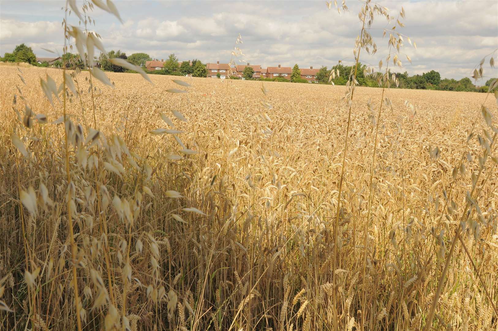 Homes will be built on land off Coldharbour Road