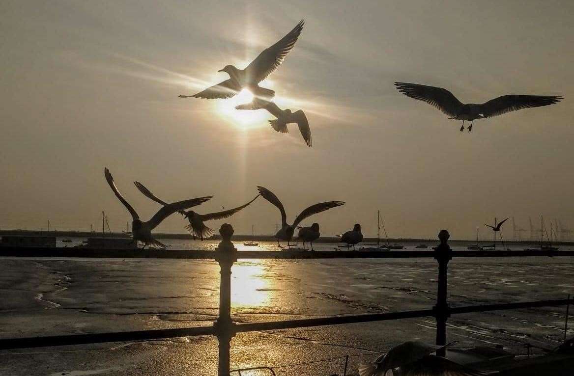 Gulls are often considered a nuisance because of behaviours like food-snatching. Picture: George Poule