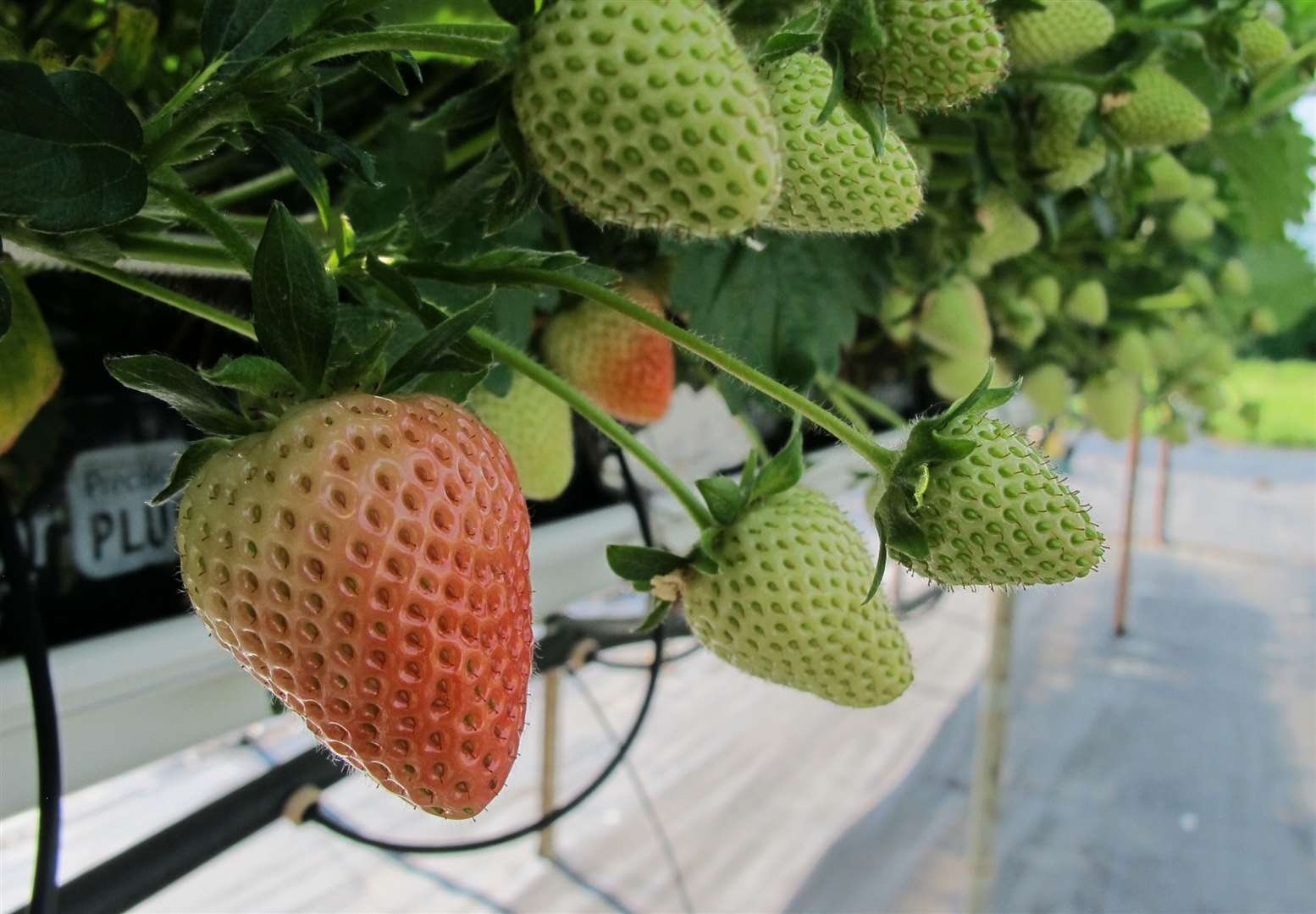 Brogdale's annual Strawberry Fair in Faversham