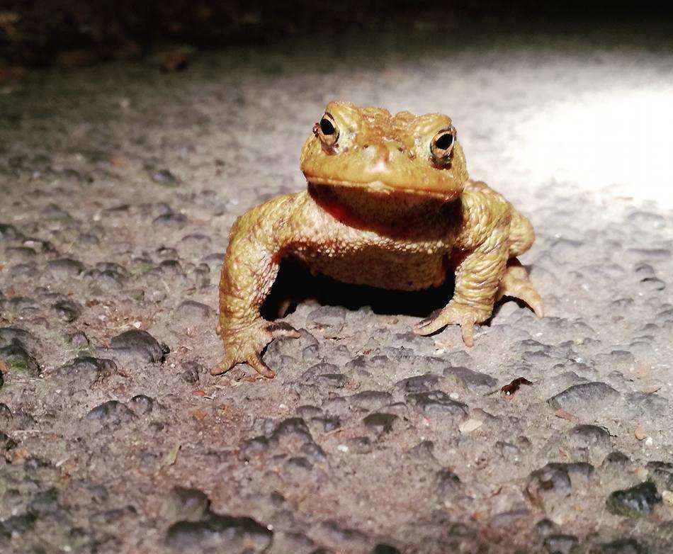A toad trying to cross the road Picture: Kari McSherry