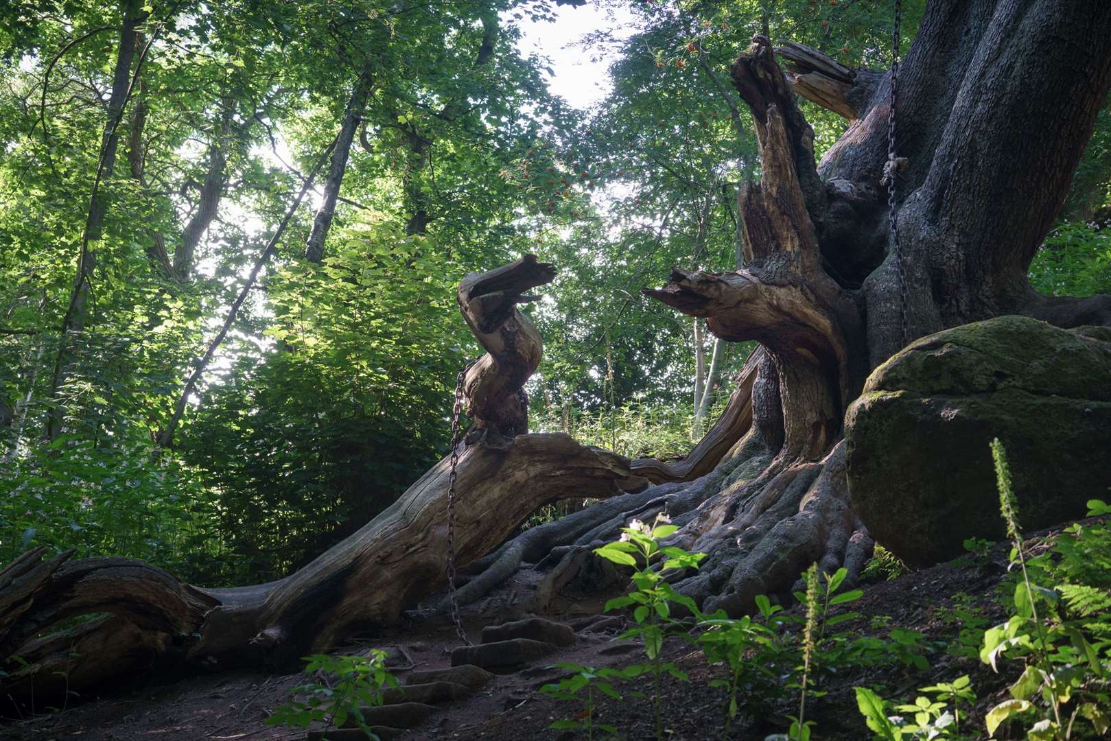 The Chained Oak in Alton, Staffordshire (Tessa Chan/Woodland Trust/PA)