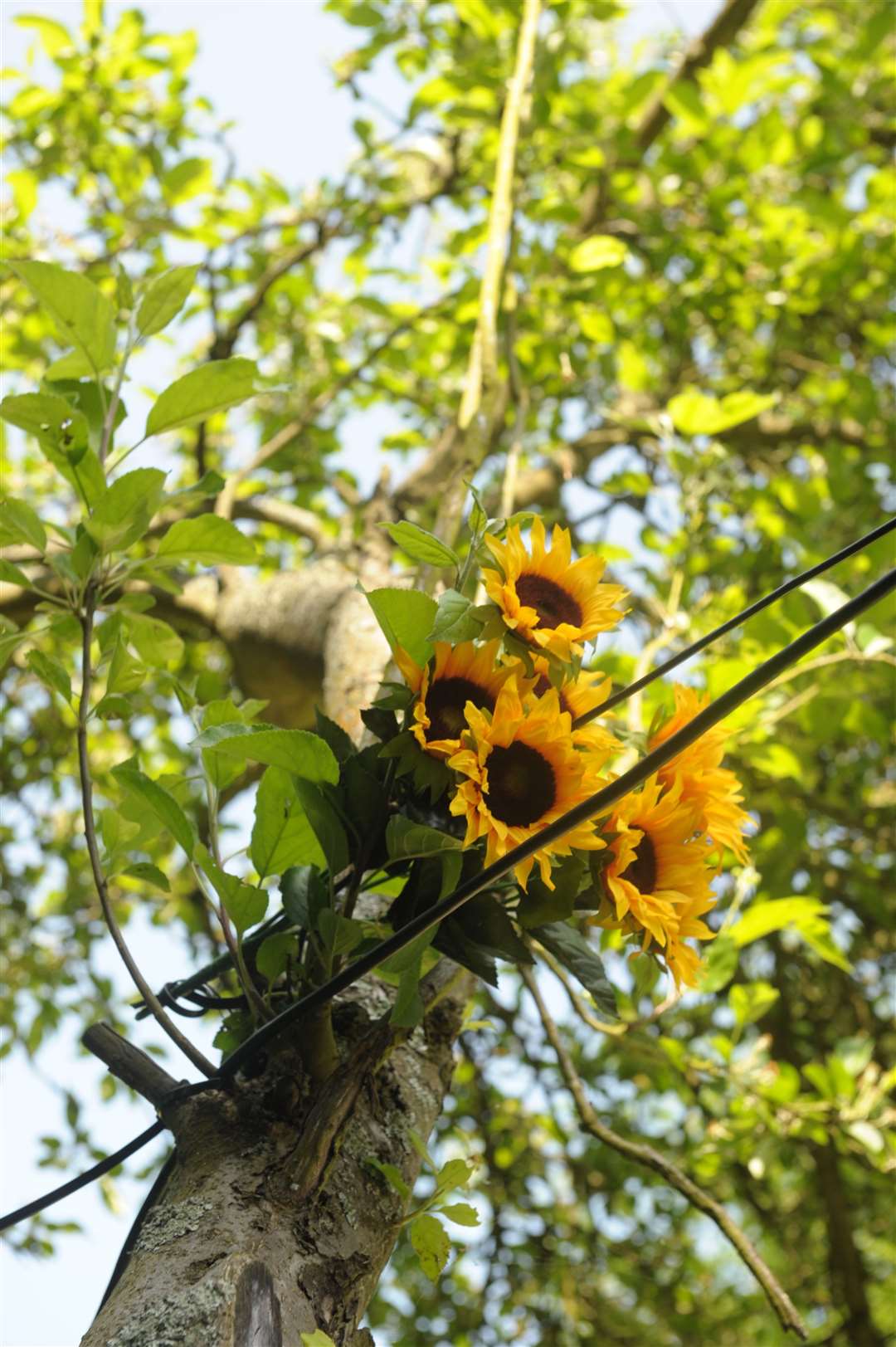 Sunflowers, often used to commemorate Molly, at last years MollyFest. Picture: Steve Crispe (2229937)