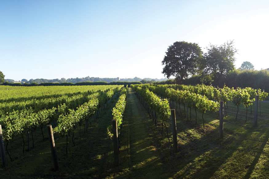 Brexit fears over a shortage of fruit pickers at Chapel Down