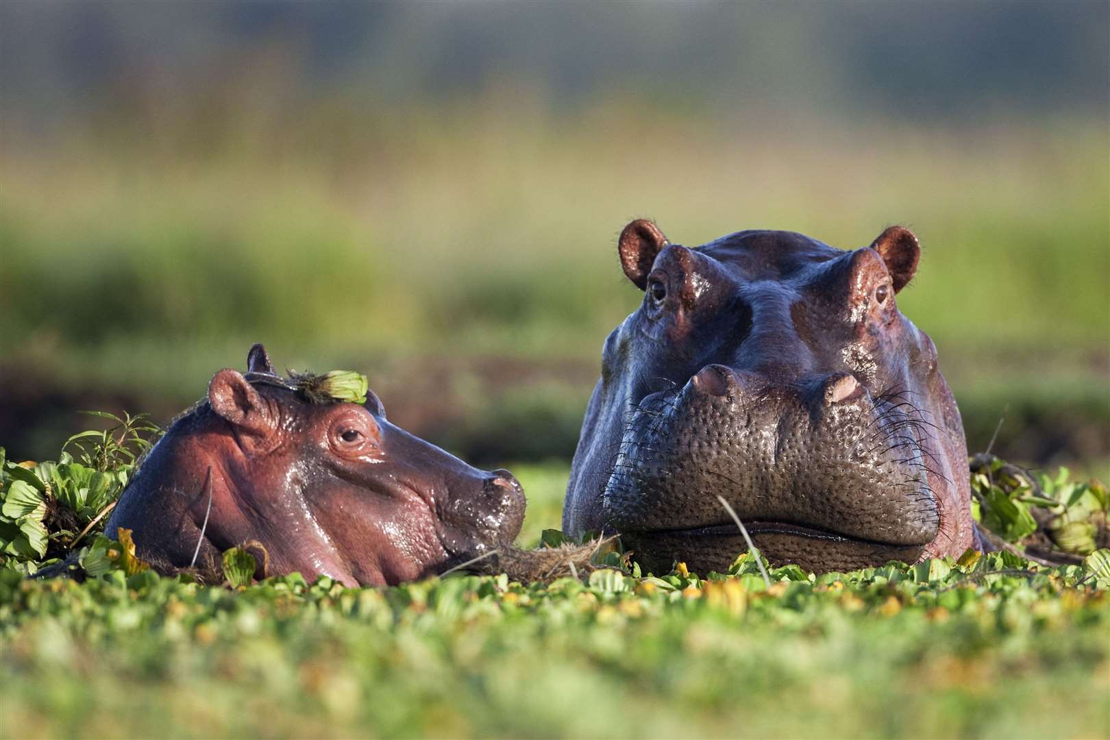 A hippopotamus female and her calf submerged in a lily-covered pool in Kenya (naturepl.com/Anup Shah/WWF/PA)