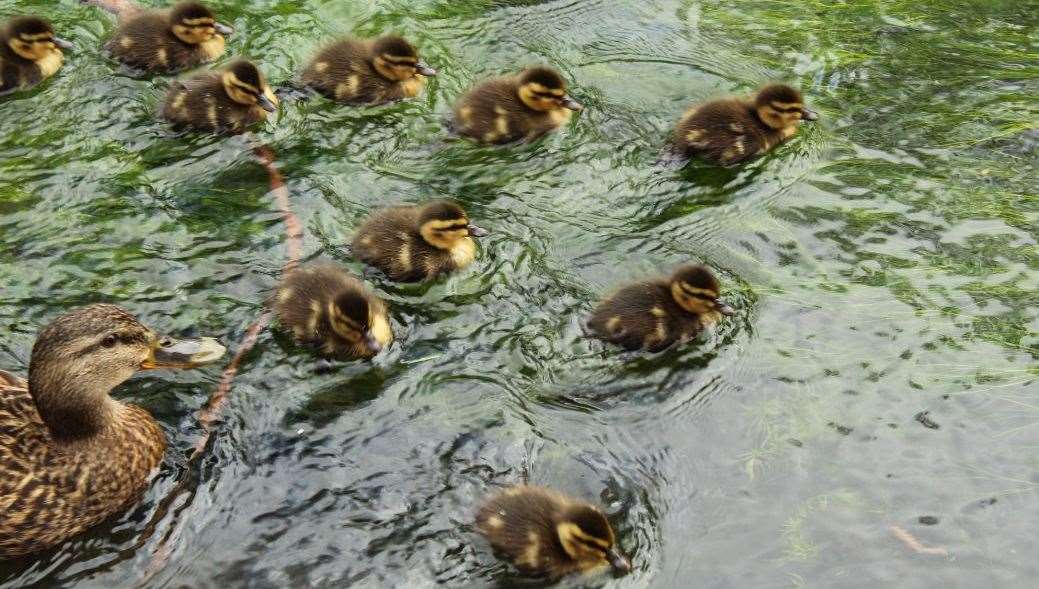 Mr Starks says youths have attacked ducks three times in recent weeks