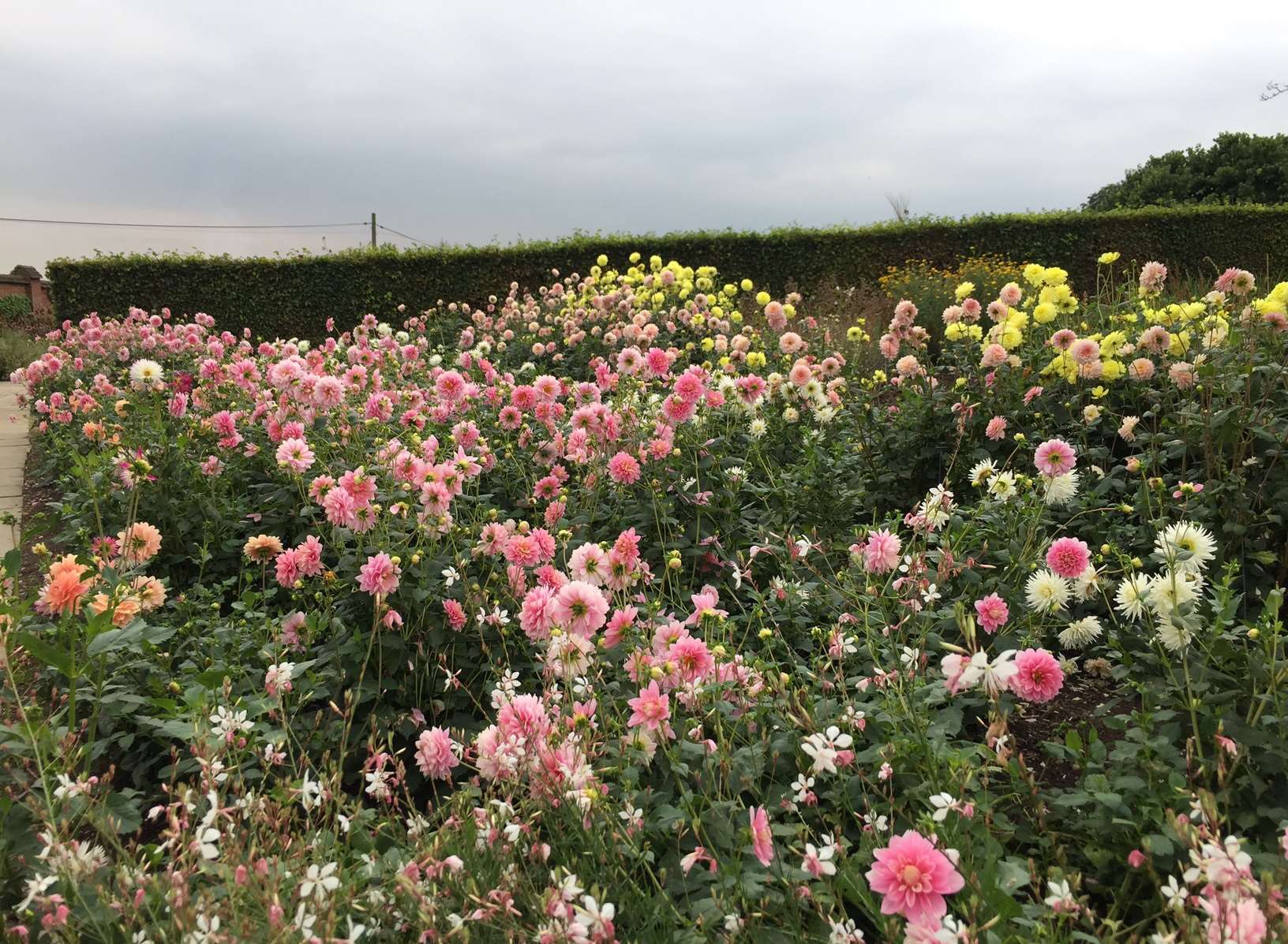 Dahlias at Chartwell