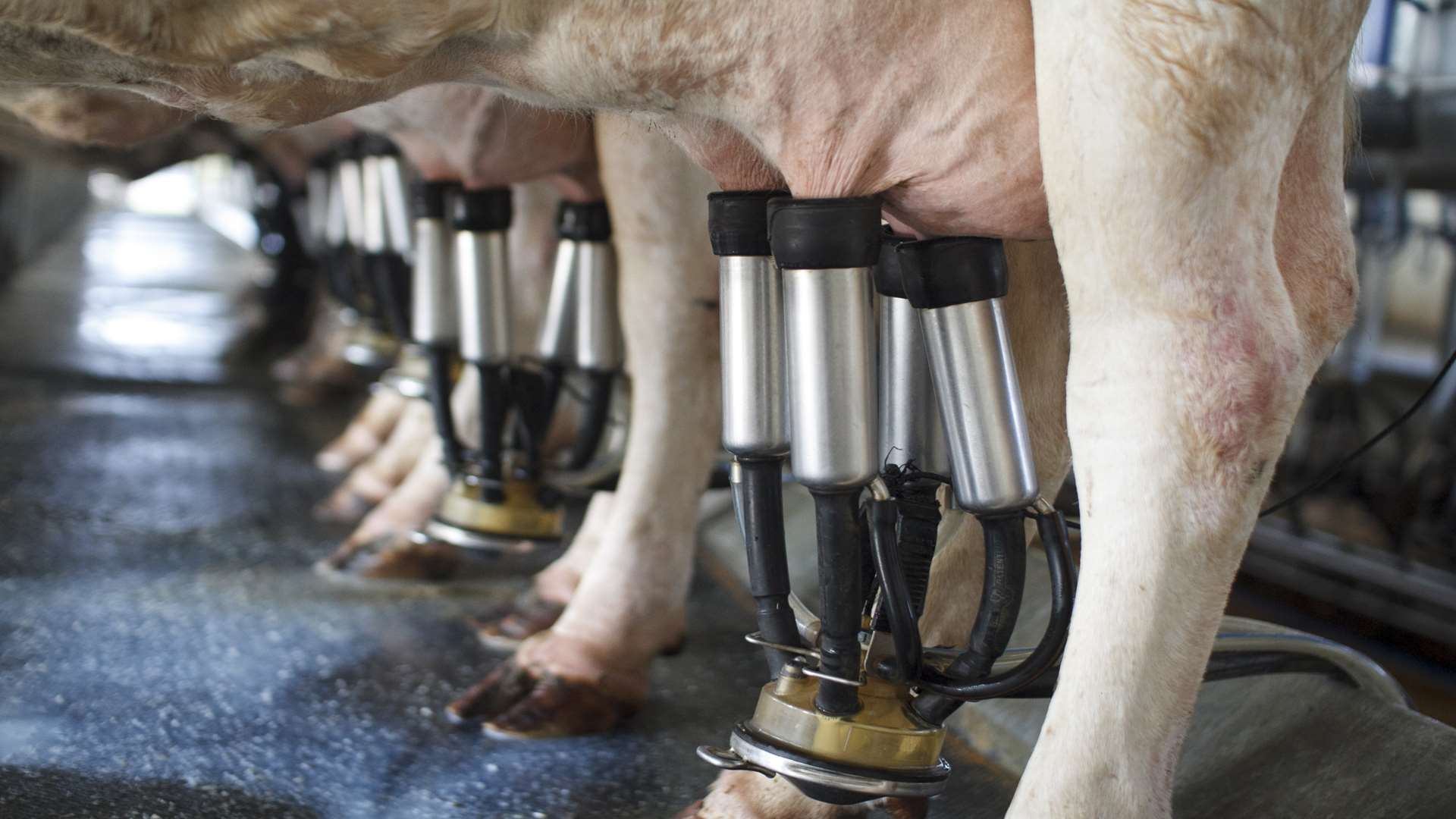 Milking it... there'll be an old fashioned dairy demonstration at the county show