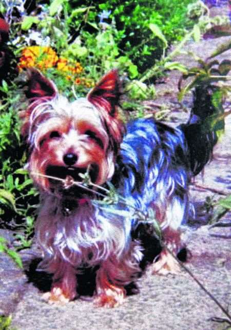 Yorkshire Terrier Roxy