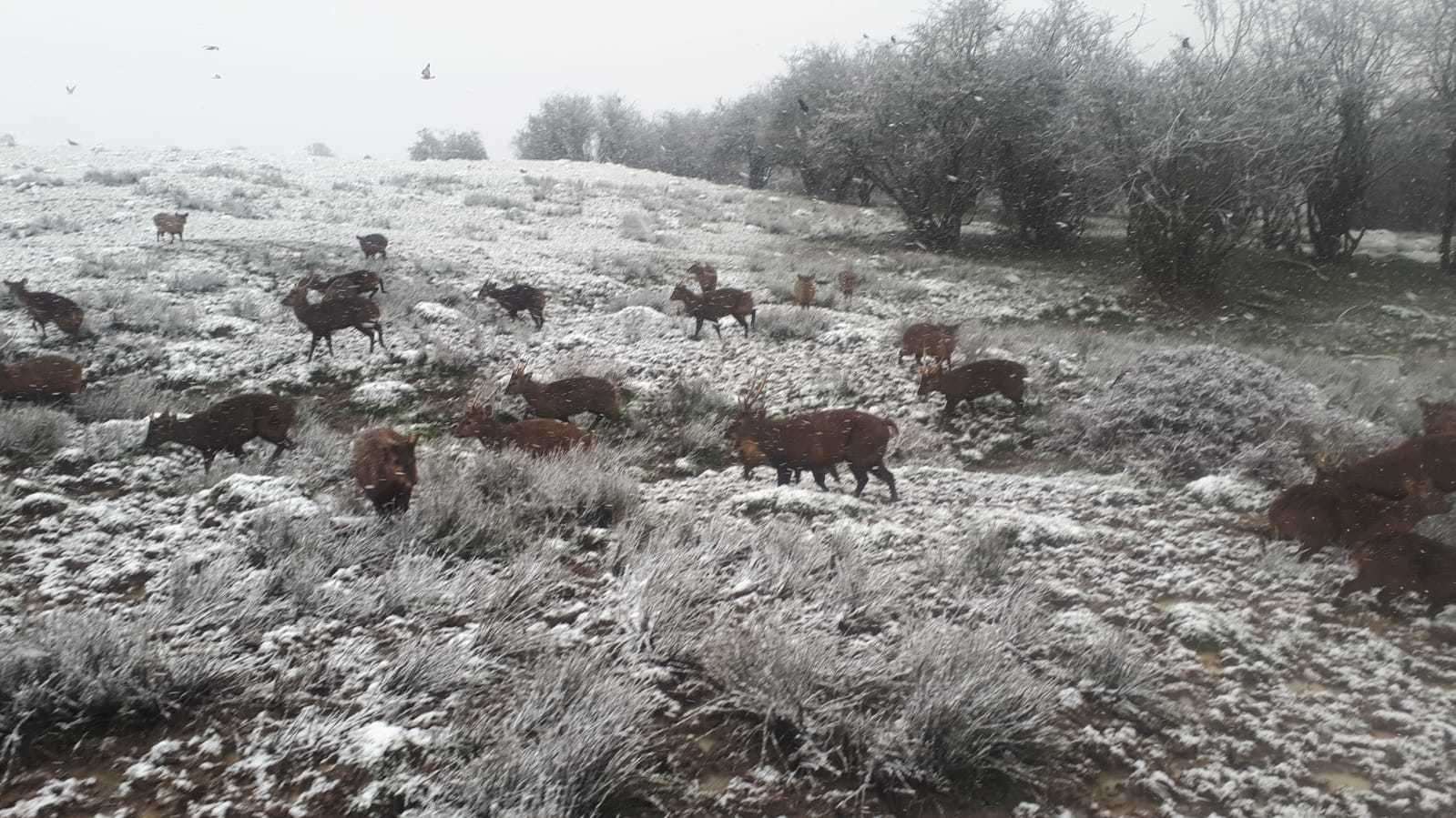 Animals enjoying the snow at Port Lympne. Pictures: Port Lympne/David Rolfee