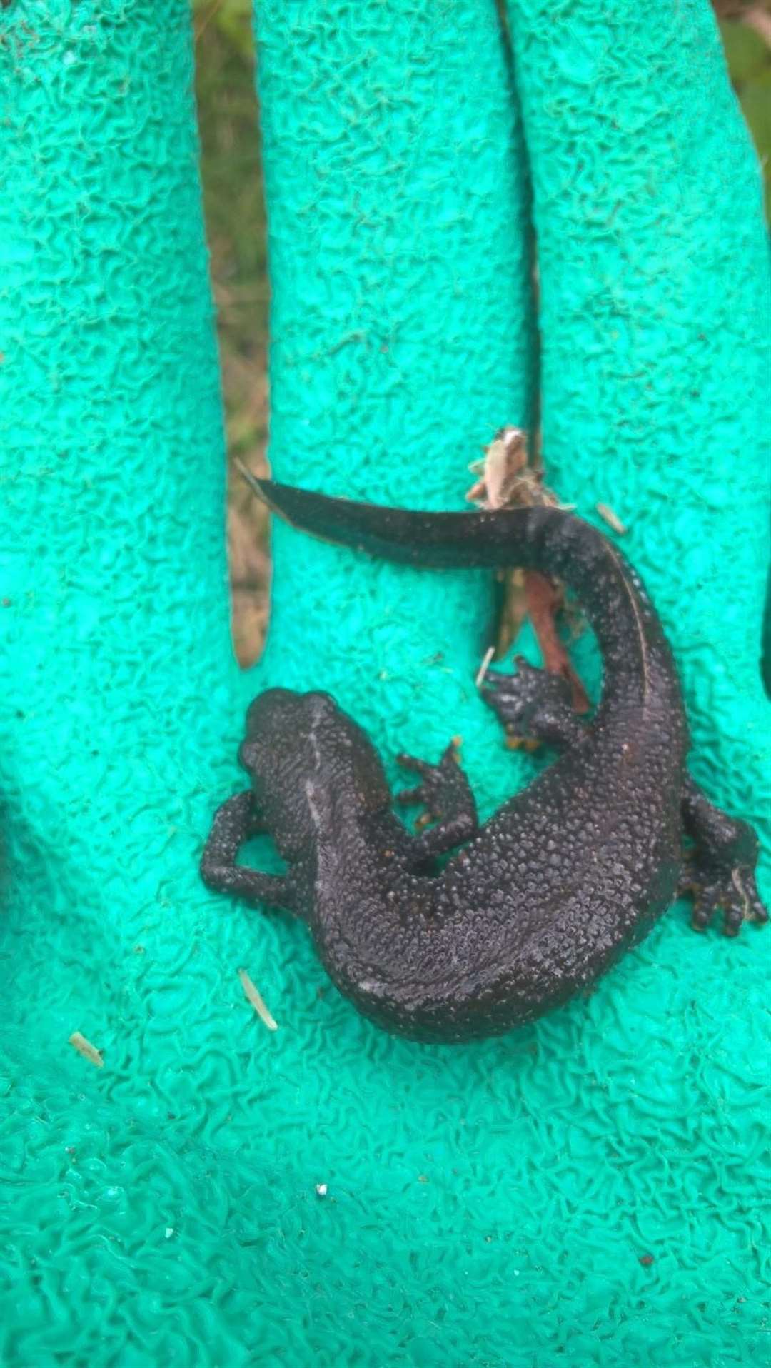 Protected great crested newts found on railway line near Lydd