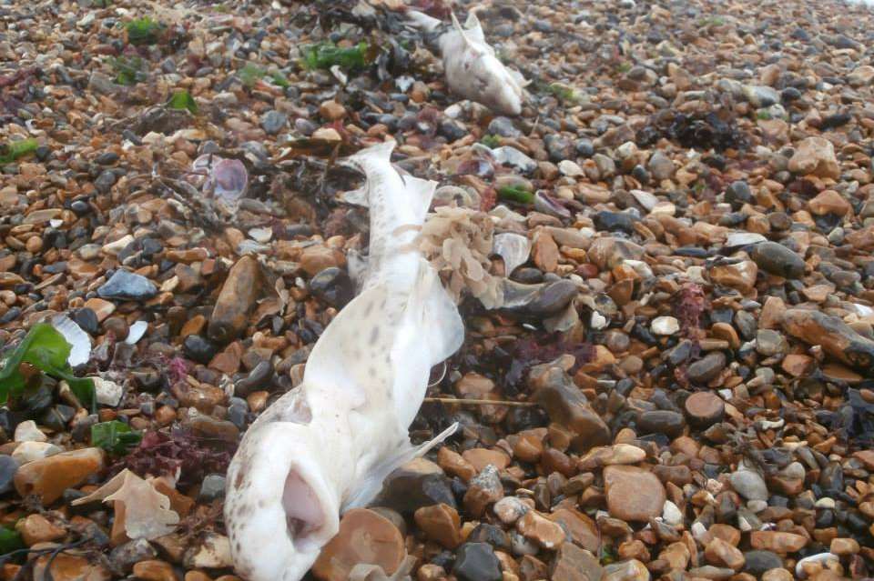 Dog walker Joe Bauwens found these dogfish sharks