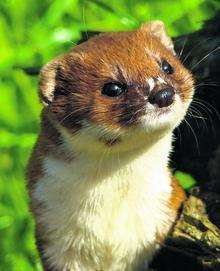 Weasel