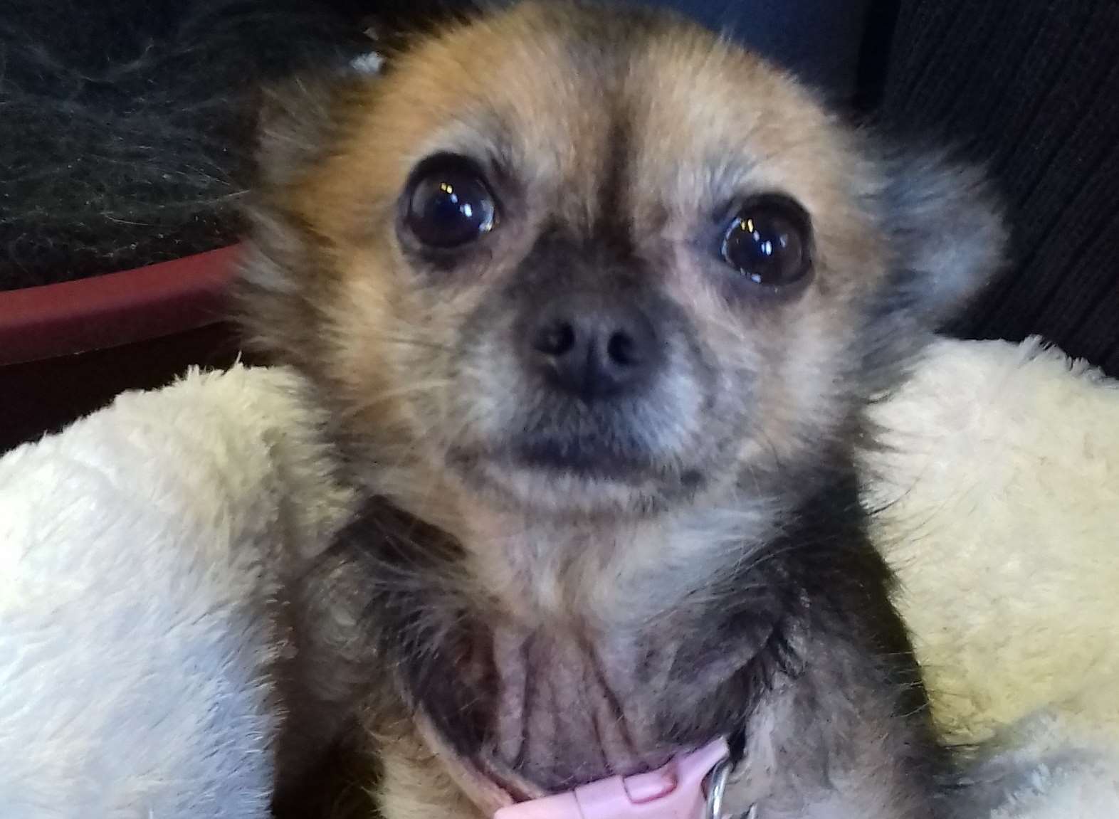 Tiny dog Mavis was found abandoned before Christmas