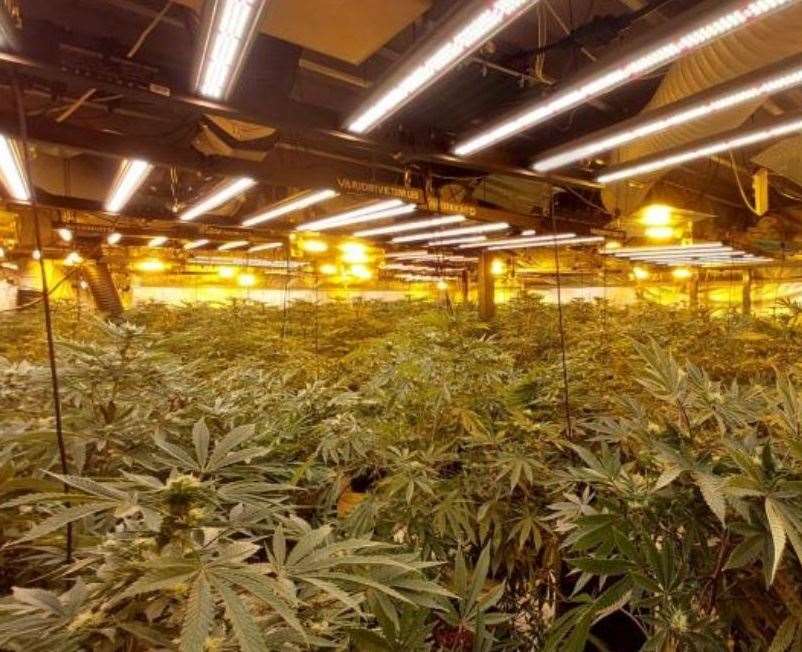 Prosecutors argued the cannabis grow uncovered at Haine Industrial Park in Ramsgate had been set up and run by an organised criminal gang. Pic: Kent Police