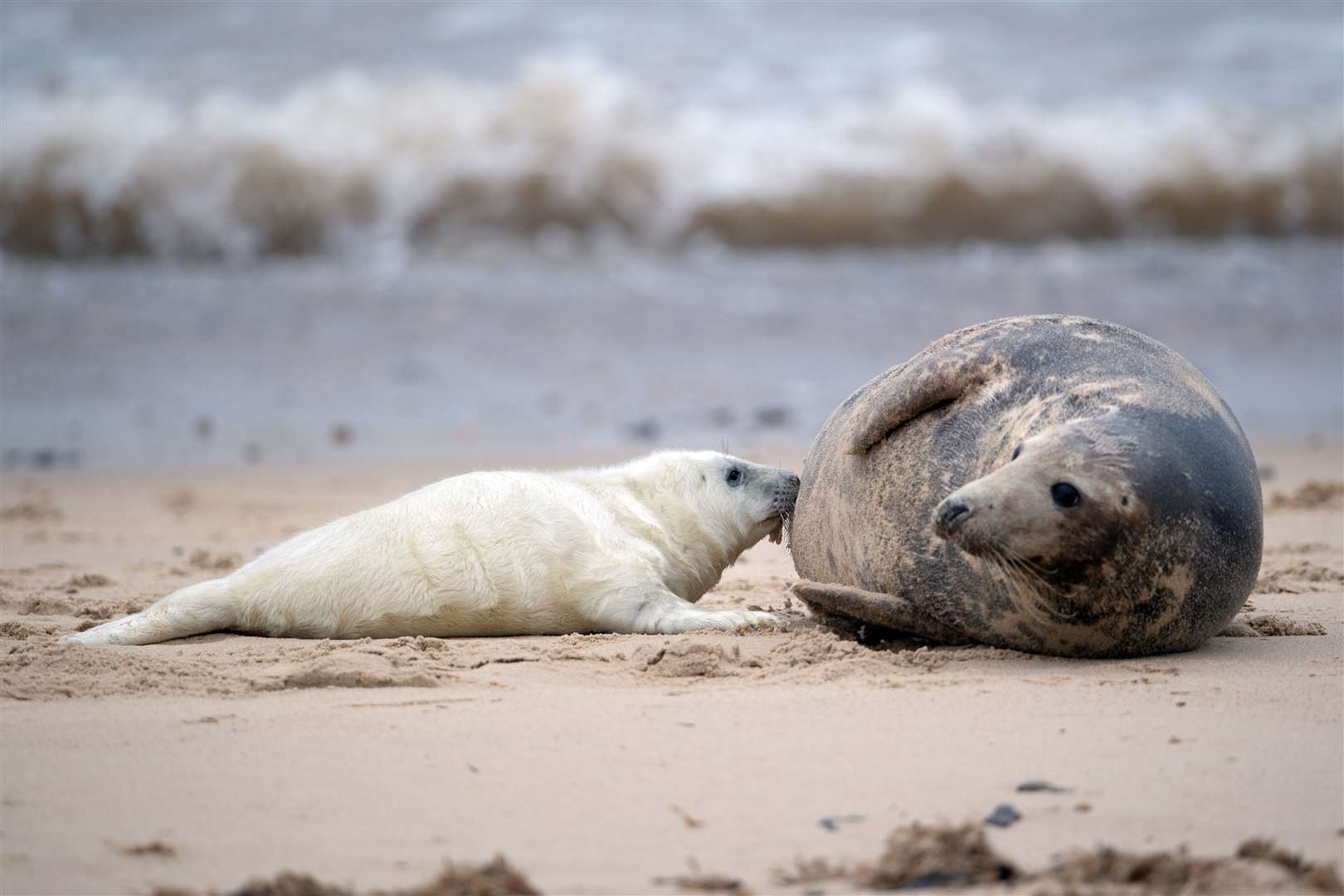 A newborn pup suckles from its mother (Joe Giddens/PA)