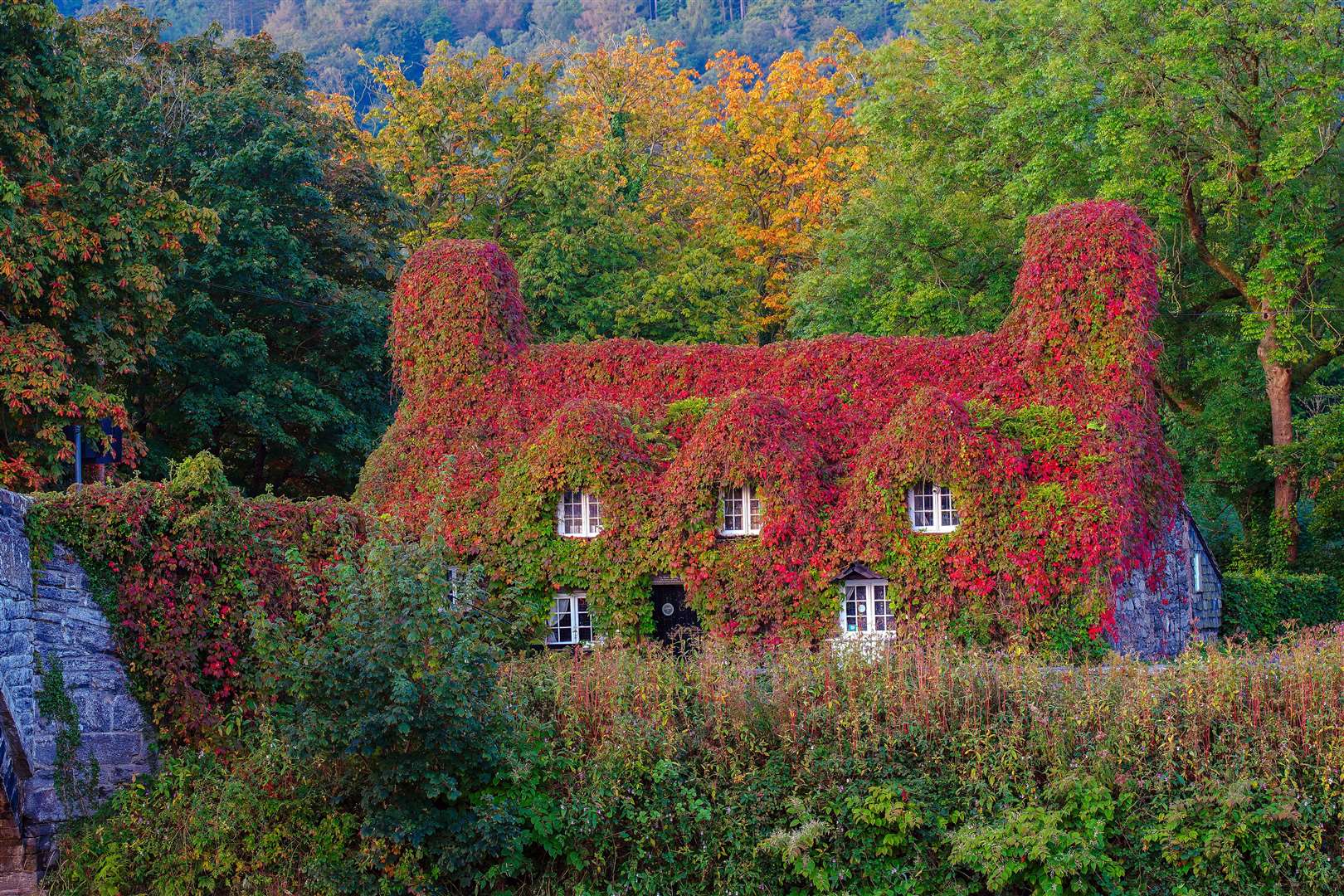 The Virginia creeper covering the Tu Hwnt I’r Bont Tearoom on the banks of the River Conwy in Llanrwst, north Wales, begins to change colour as autumn sets in (Peter Byrne/PA)