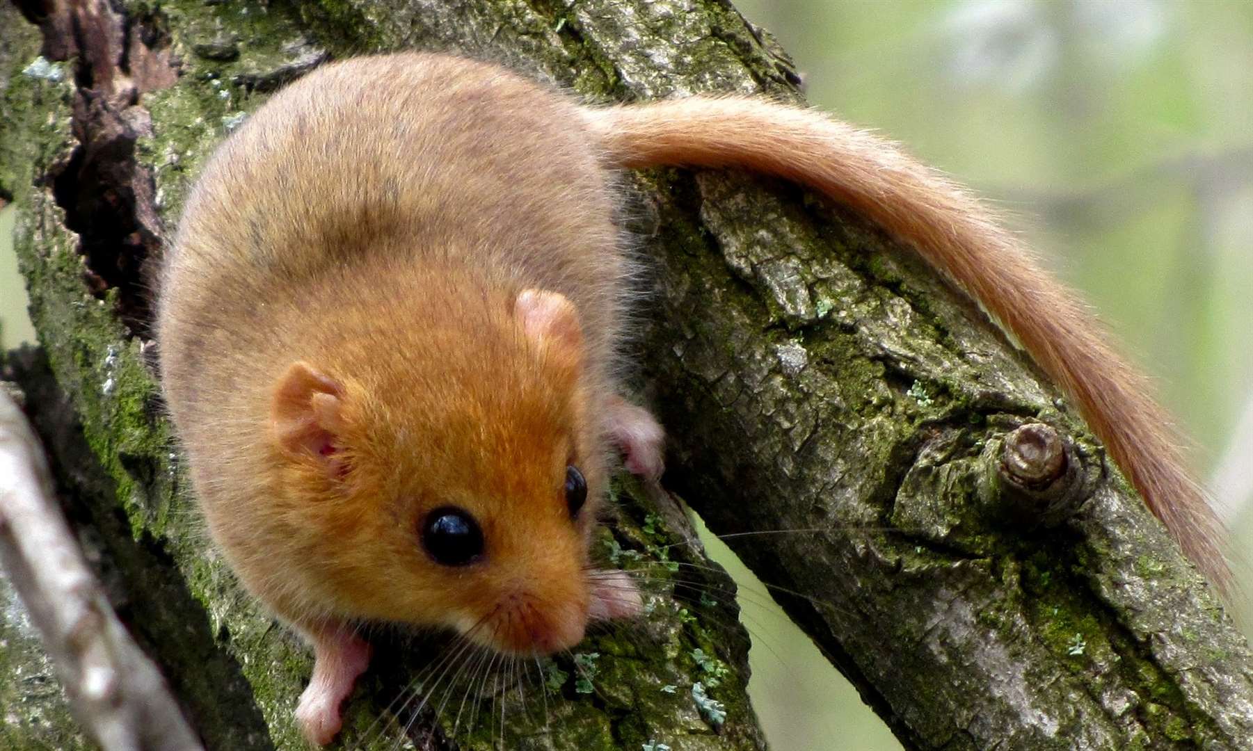 A dormouse in the wild