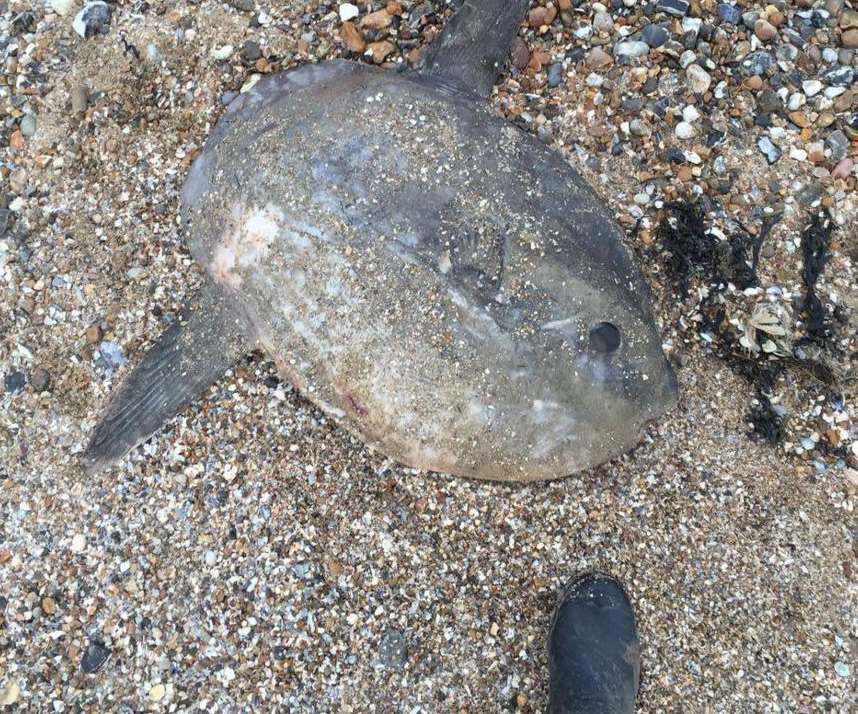 The small sunfish on Seasalter beach. Picture: Vicki Oliver