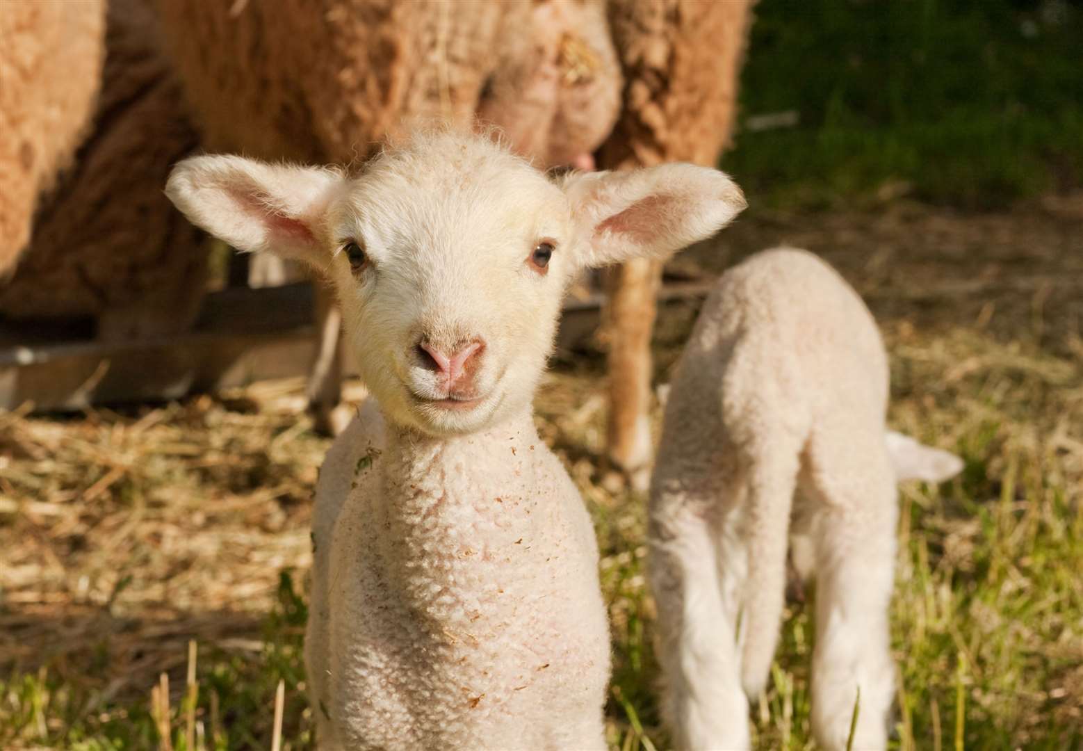 The cost of the theft of livestock also increased in 2019, up by 9% to £3m.