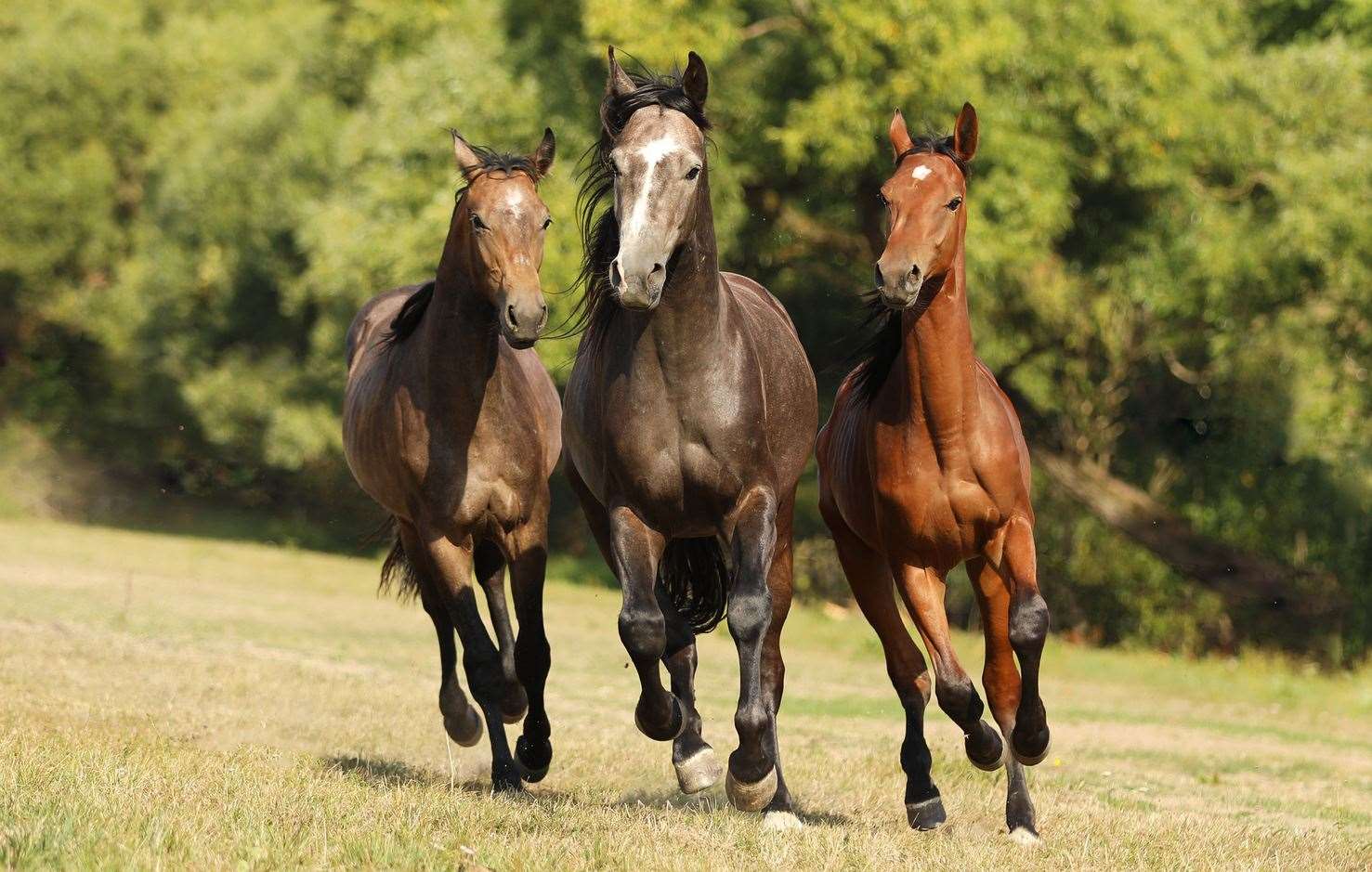 Kent is to get a new horse crematorium Credit: scigelova/iStock