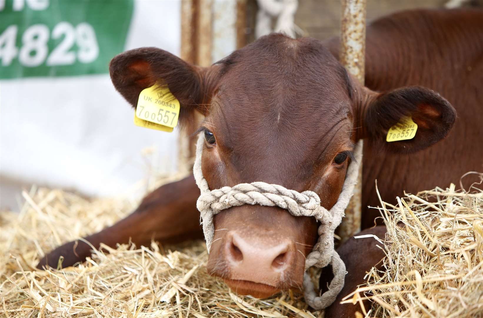 The Kent County Show is a showcase for the county Picture: Andy Jones