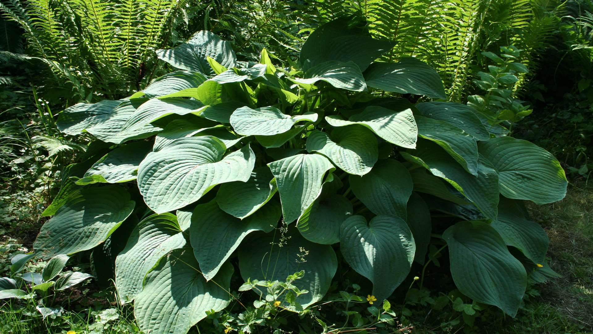 Hosta