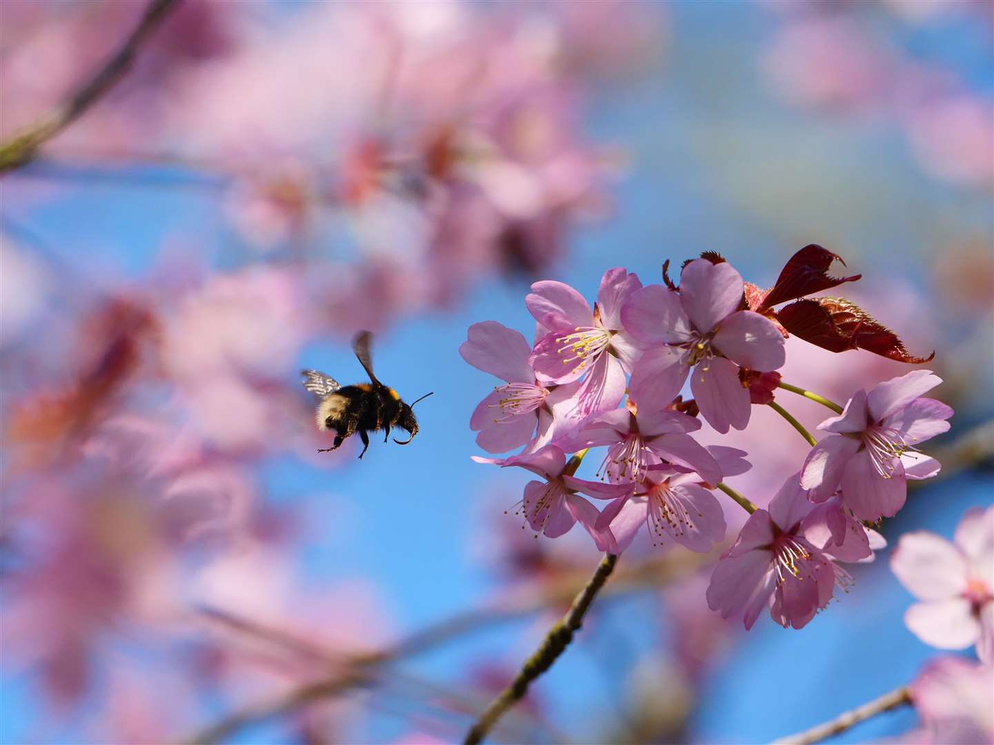 Blossom is about to burst into bloom Picture: Rob Coleman/National Trust