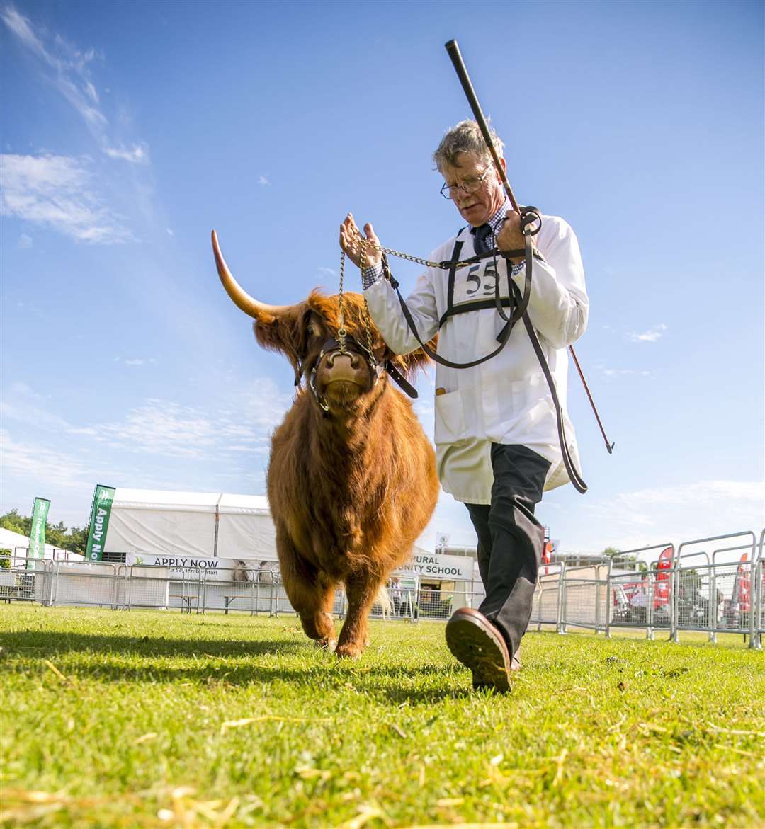 The Kent County Show has plenty of livestock on show