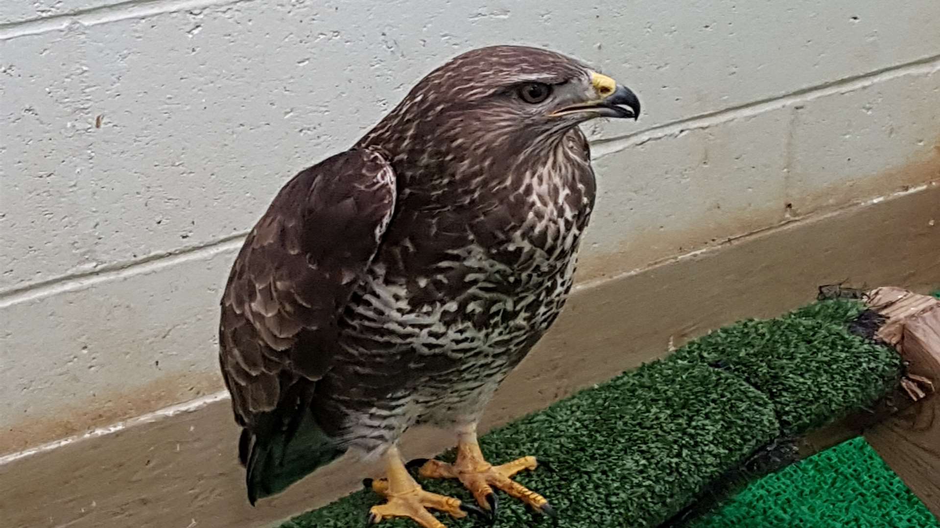 The buzzard was found hanging by its wing.