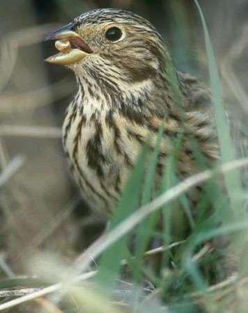 A corn bunting, one of the birds potentially underthreat. Picture courtesy RSPB