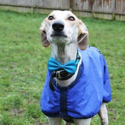 Battersea Brands Hatch rescue, Henry