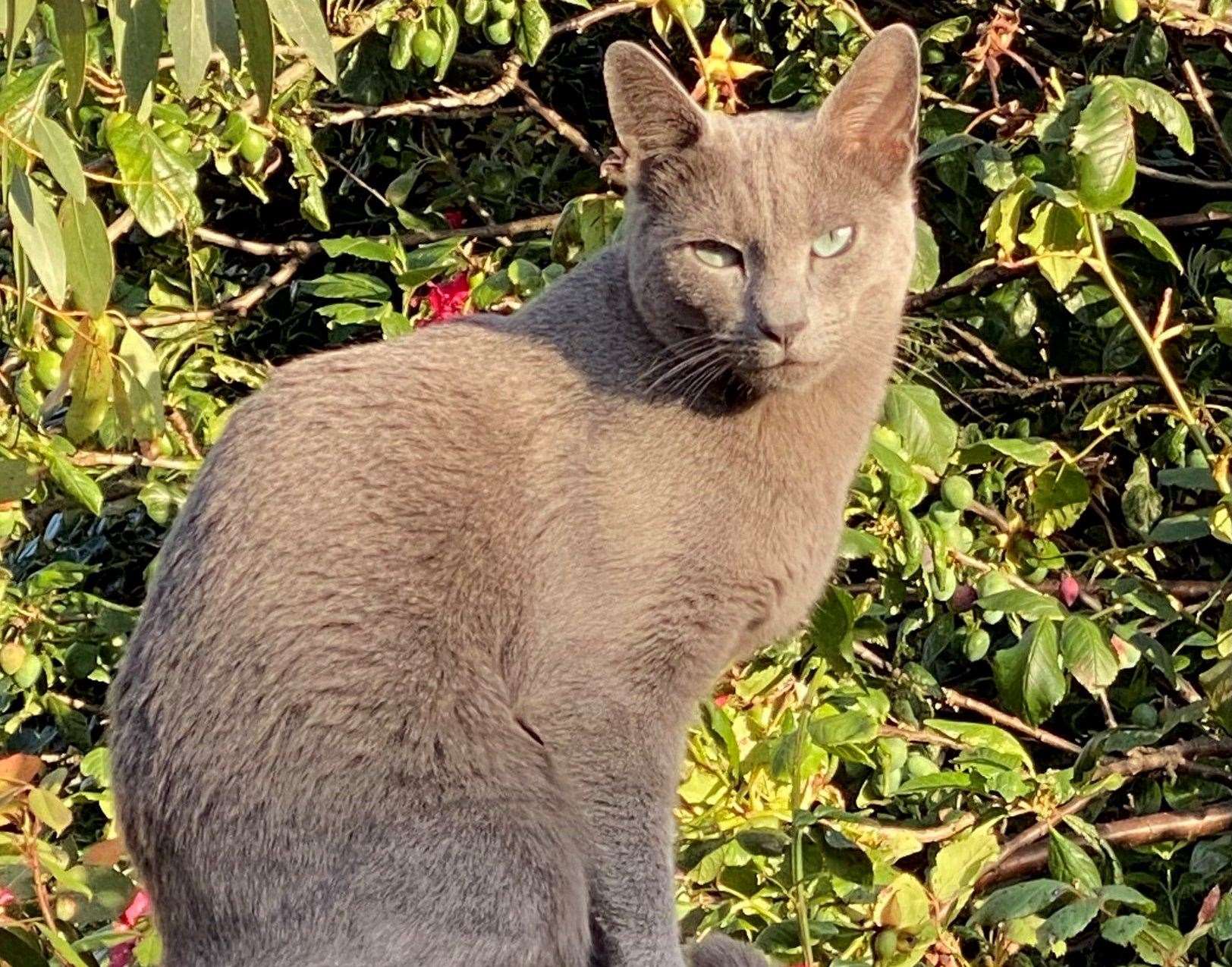 Arthur the cat before losing 2kg of weight