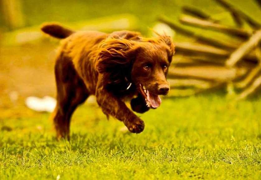 Springer spaniel mauled by Rottweiler-Staffie cross in New Romney