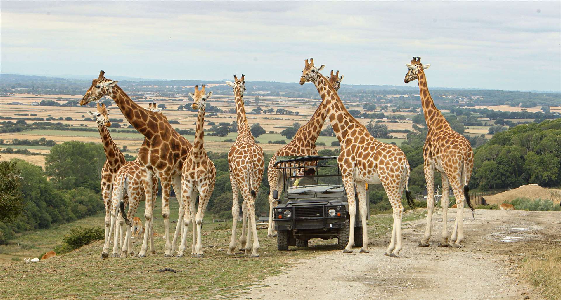 Book an animal encounter at Howletts or a safari experience at Port Lympne. Picture: Portlympne.com