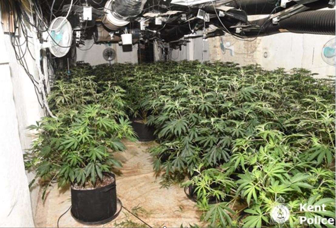 More than 1,000 cannabis plants were found behind a false wall. Picture: Kent Police