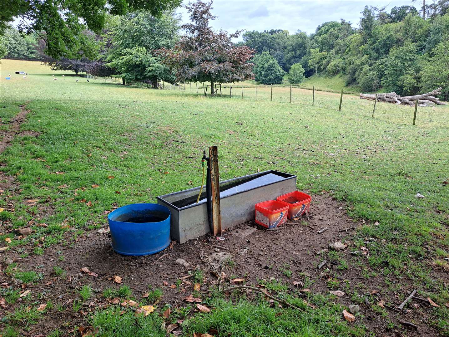 A view across the pasture