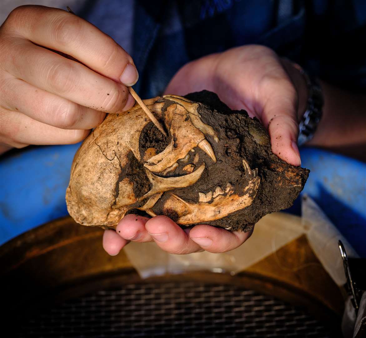 The excavation uncovered an almost complete skeleton of a buried Roman cat (English Heritage/PA)