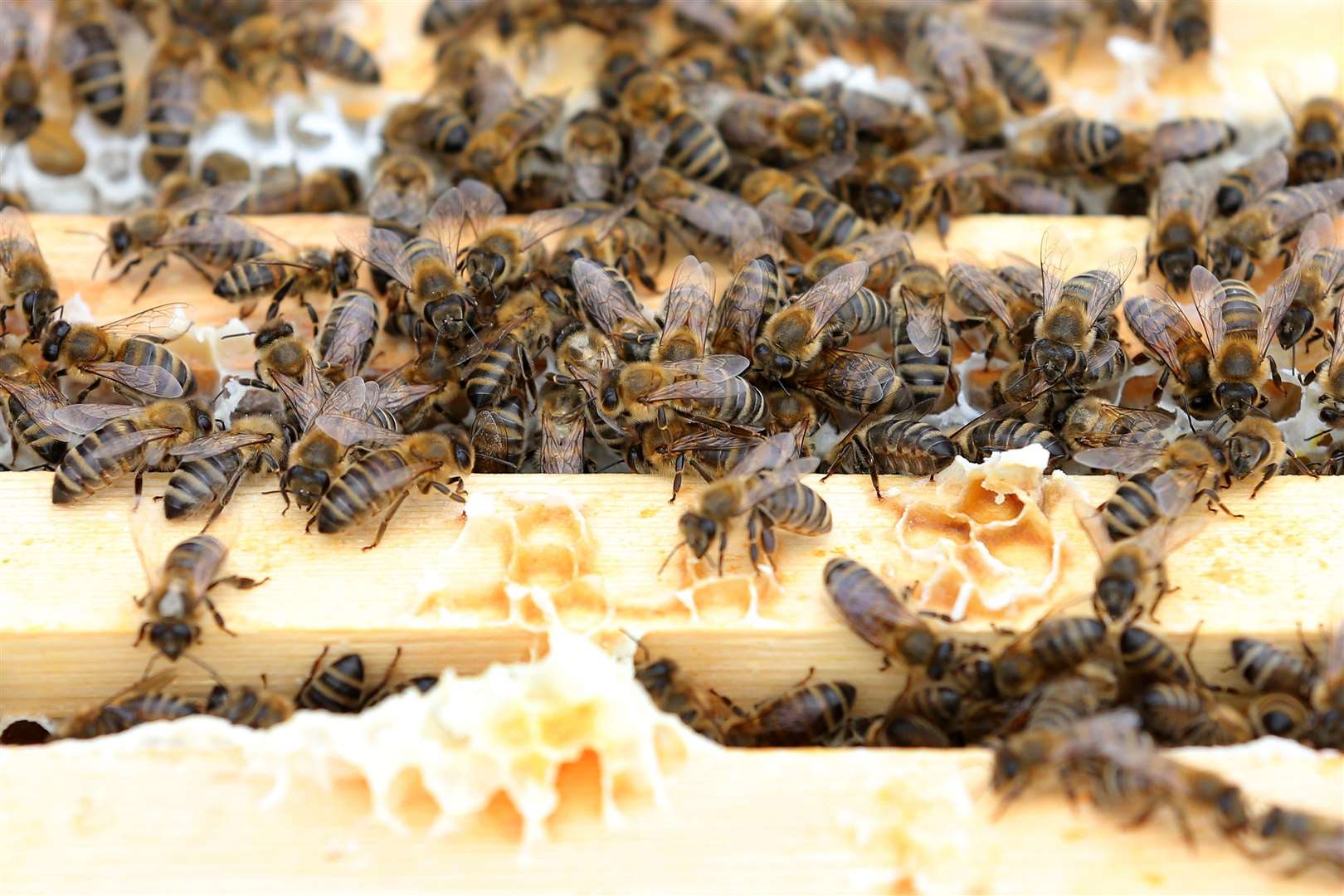 World Bee Day: A British beekeeper’s guide to protecting the essential ...