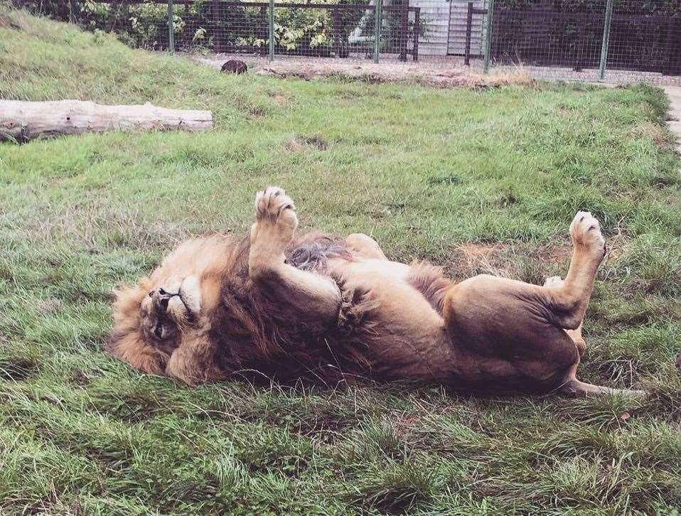 Manzi was always pleased to see his keepers. Picture: Alma Leaper, Perou and the Big Cat Sanctuary team