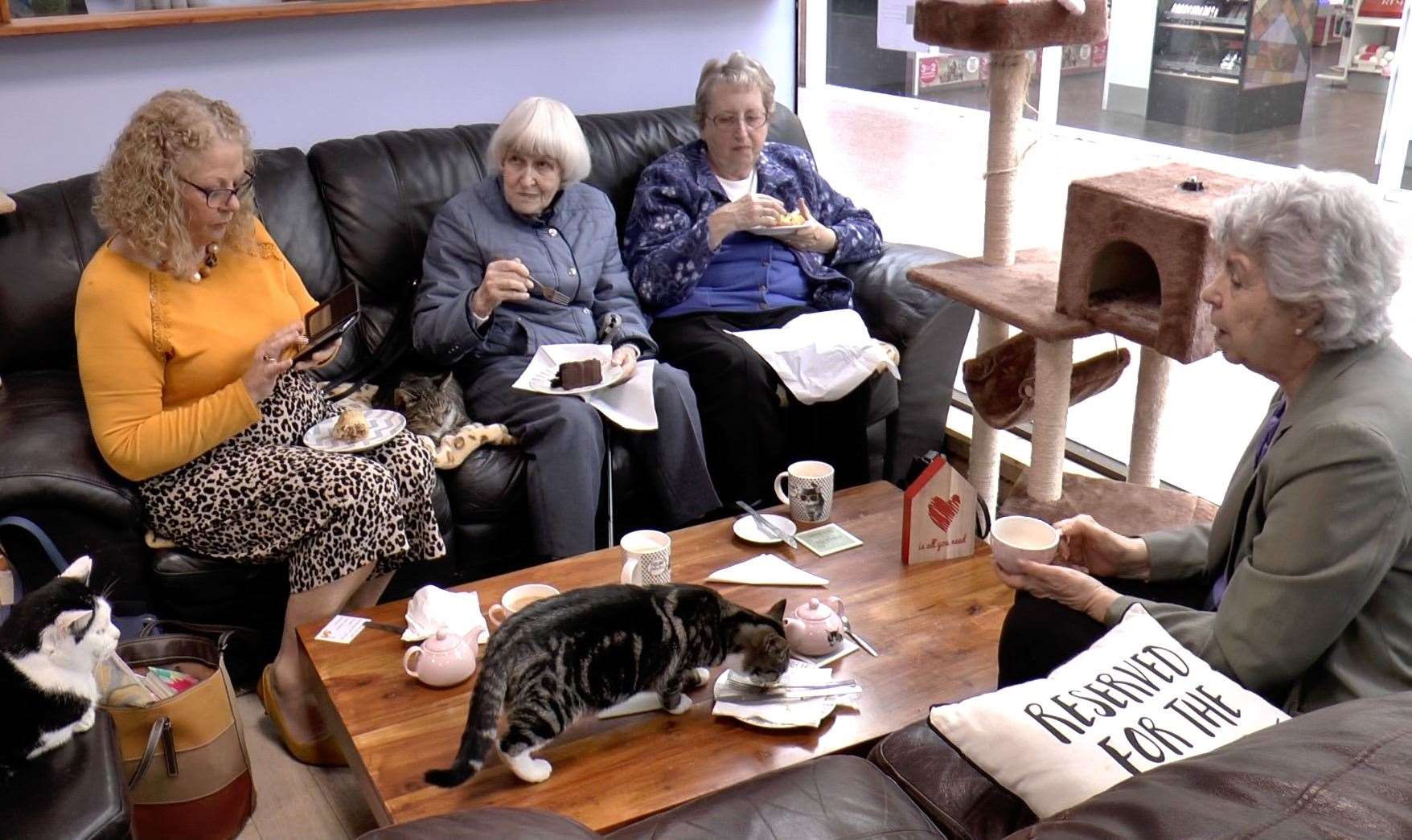 Pensioners enjoy a brew with some feline friends at Paws Cat Cafe