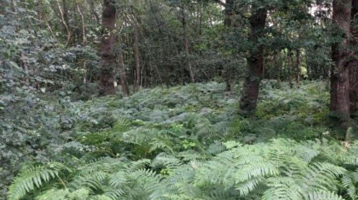 Inside the ancient woodland at Longspring Woods in Sevenoaks